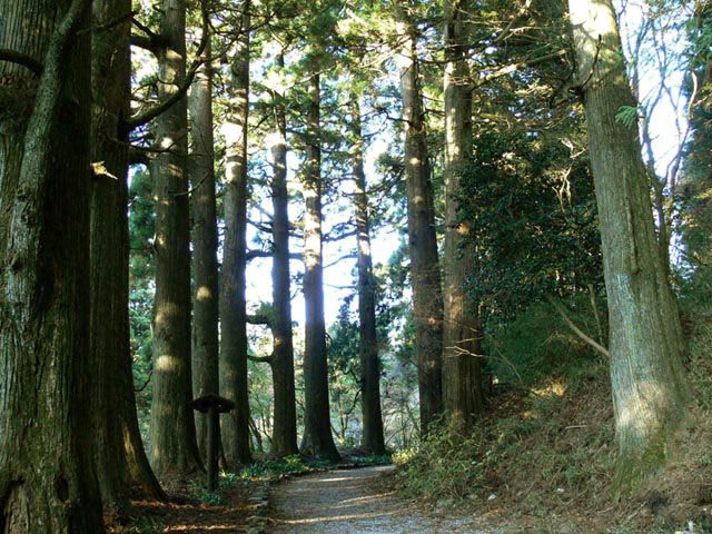 箱根旧街杉林道